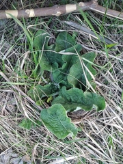 Arctium tomentosum