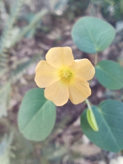 Oxalis suborbiculata