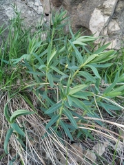 Euphorbia virgata