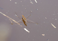Limnoporus rufoscutellatus