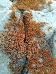 Rusavskia elegans
