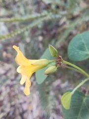 Oxalis suborbiculata