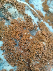 Rusavskia elegans