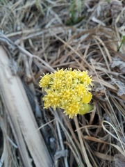 Petasites radiatus