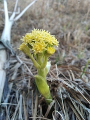Petasites radiatus