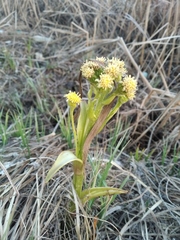 Petasites radiatus
