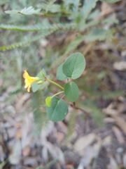 Oxalis suborbiculata