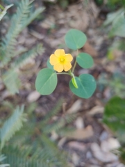 Oxalis suborbiculata