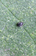 Stethorus cantonensis