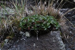 Hypochaeris sessiliflora