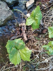 Petasites radiatus