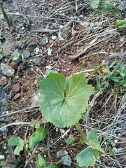 Petasites radiatus