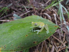 Nymphargus grandisonae