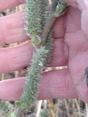 Salix cinerea