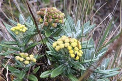 Monticalia andicola