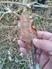 Salix cinerea