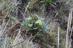 Monticalia andicola