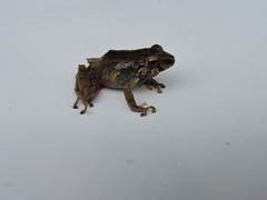 Pristimantis erythropleura