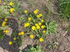 Taraxacum officinale