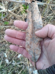 Salix cinerea