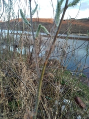 Salix cinerea