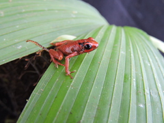 Andinobates cassidyhornae