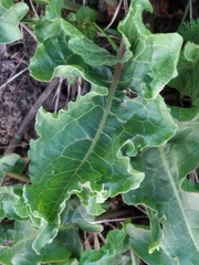 Rumex confertus