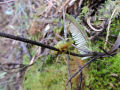 Pristimantis jaguensis
