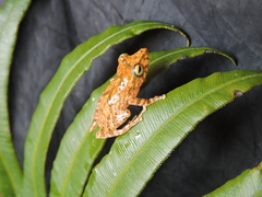 Pristimantis lemur