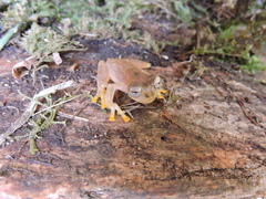 Nymphargus rosada