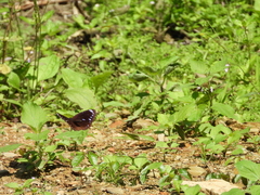 Euploea eunice hobsoni