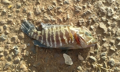 Cephalopholis panamensis