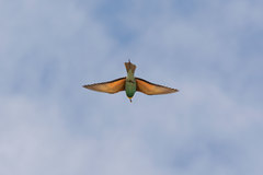 Merops apiaster