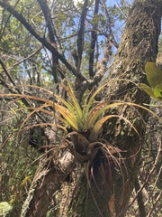 Tillandsia variabilis