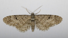 Eupithecia annulata