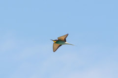 Merops apiaster