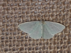 Xenochlorodes olympiaria