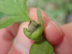 Puccinia argentata