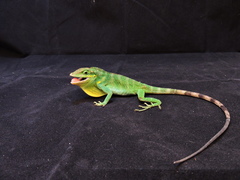 Anolis danieli