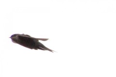 Orochelidon murina