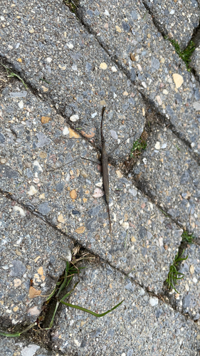 Eurasian Water Stick Insect, Numansdorp, photo 5 of 10