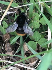 Bombus lapidarius