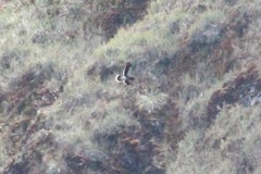 Daptrius carunculatus