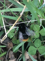 Bombus lapidarius