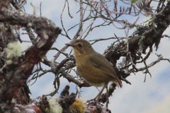 Grallaria quitensis