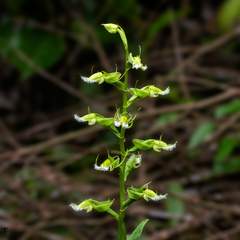 Habenaria elwesii