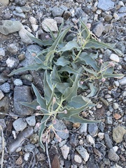 Asclepias eastwoodiana