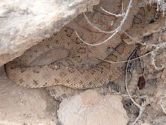 Crotalus oreganus concolor