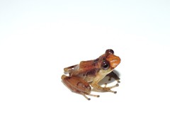 Pristimantis dorsopictus