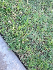 Bouteloua dactyloides